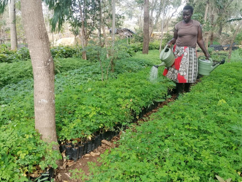 Rows of lush green moringa plants growing in a well-tended field