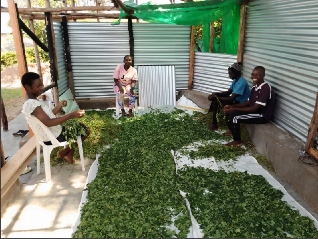 Freshly harvested moringa leaves being sorted by hand