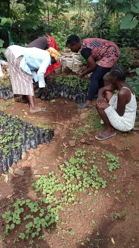 Women farmers working together in a moringa processing facility