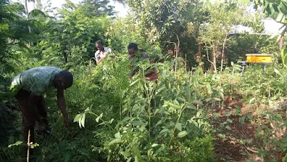 A farmer's hands holding fresh moringa leaves in a sunlit field
